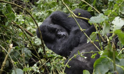nature commect safaris uganda (109)