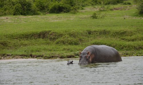 nature commect safaris uganda (91)
